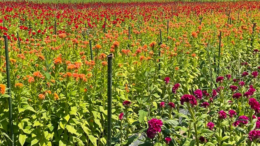 赤や橙色のケイトウが咲く花畑