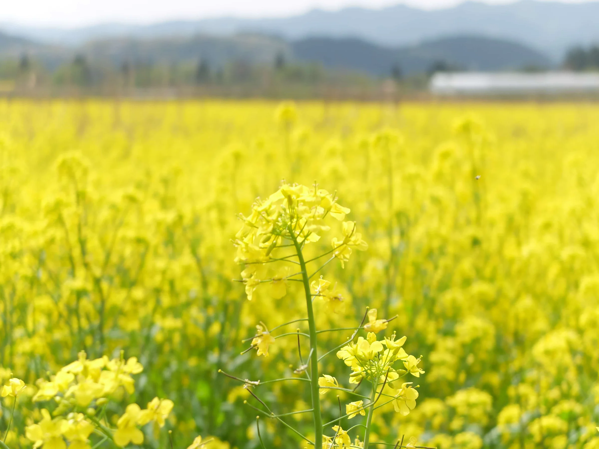 秋田・大仙の菜の花畑