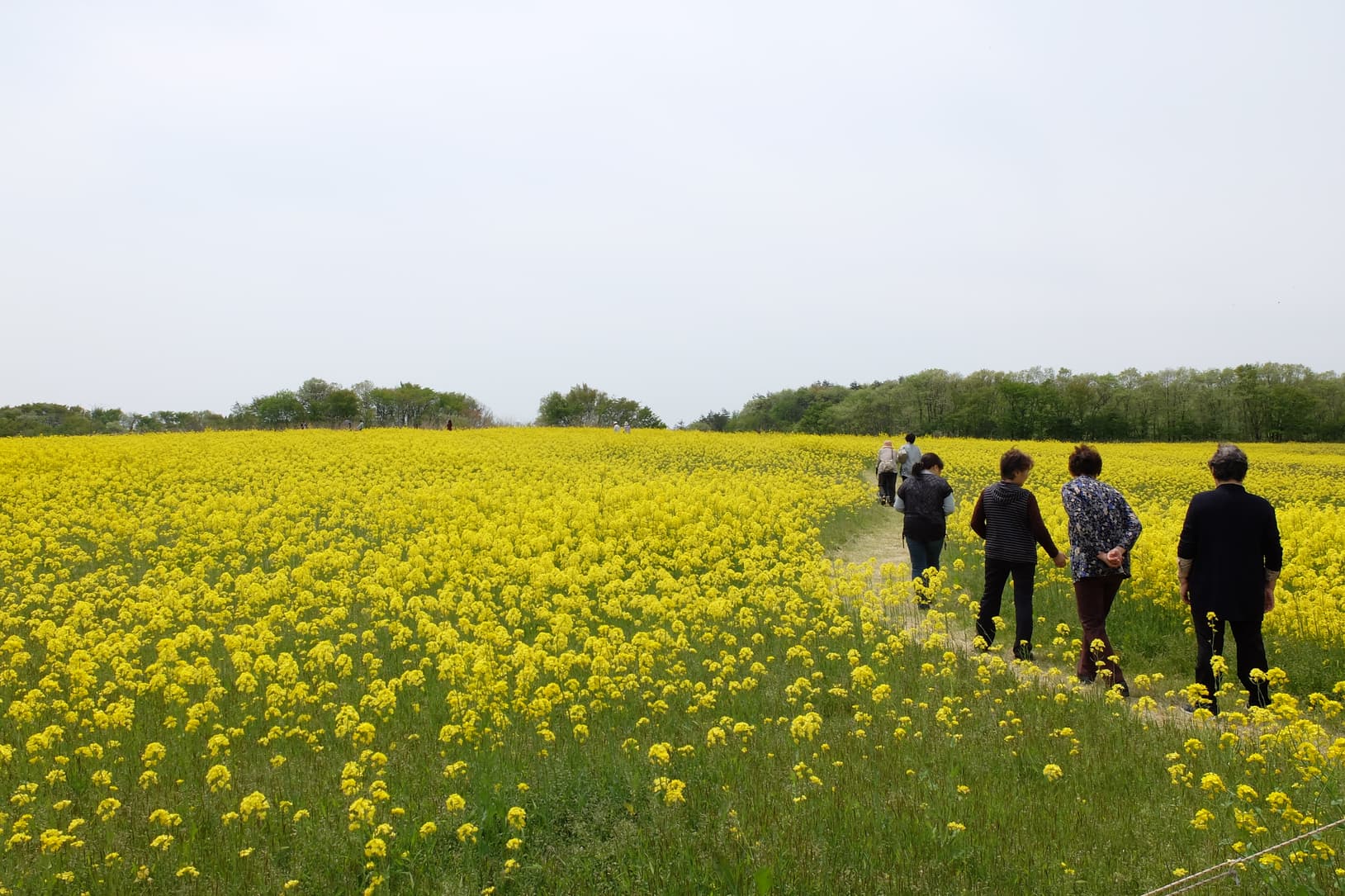 一面に咲く菜の花と畑を歩く人々