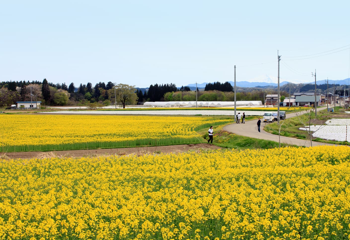 秋田県大仙市協和に広がる菜の花畑
