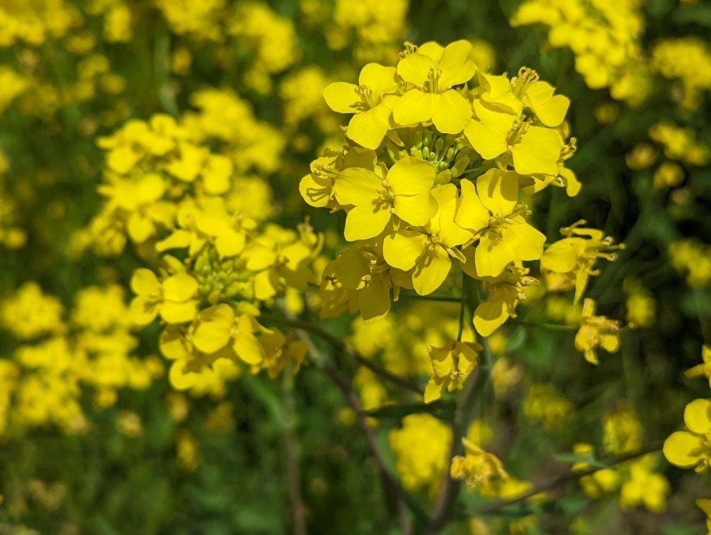 黄色く咲く菜の花