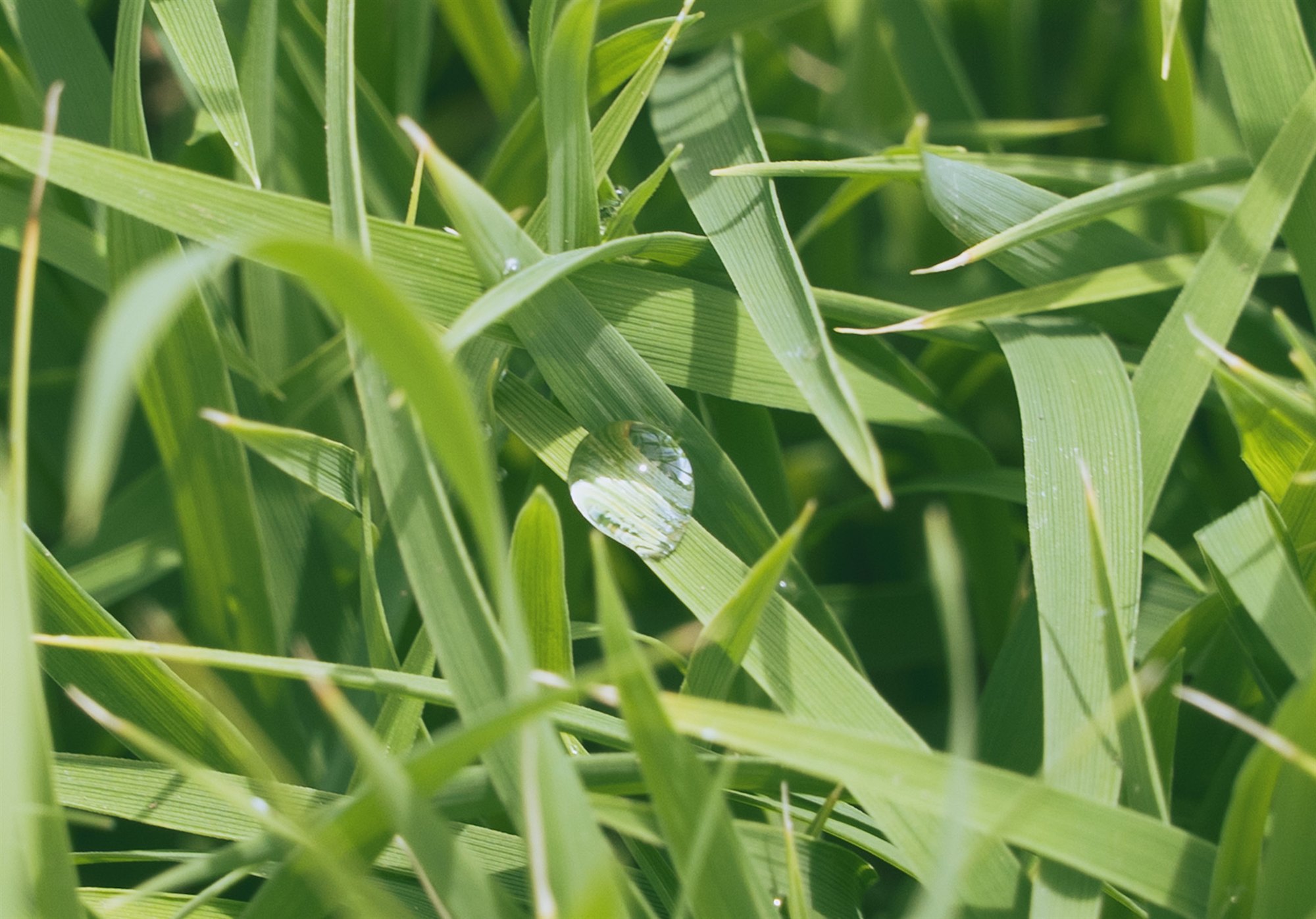 朝露をたたえた緑の葉