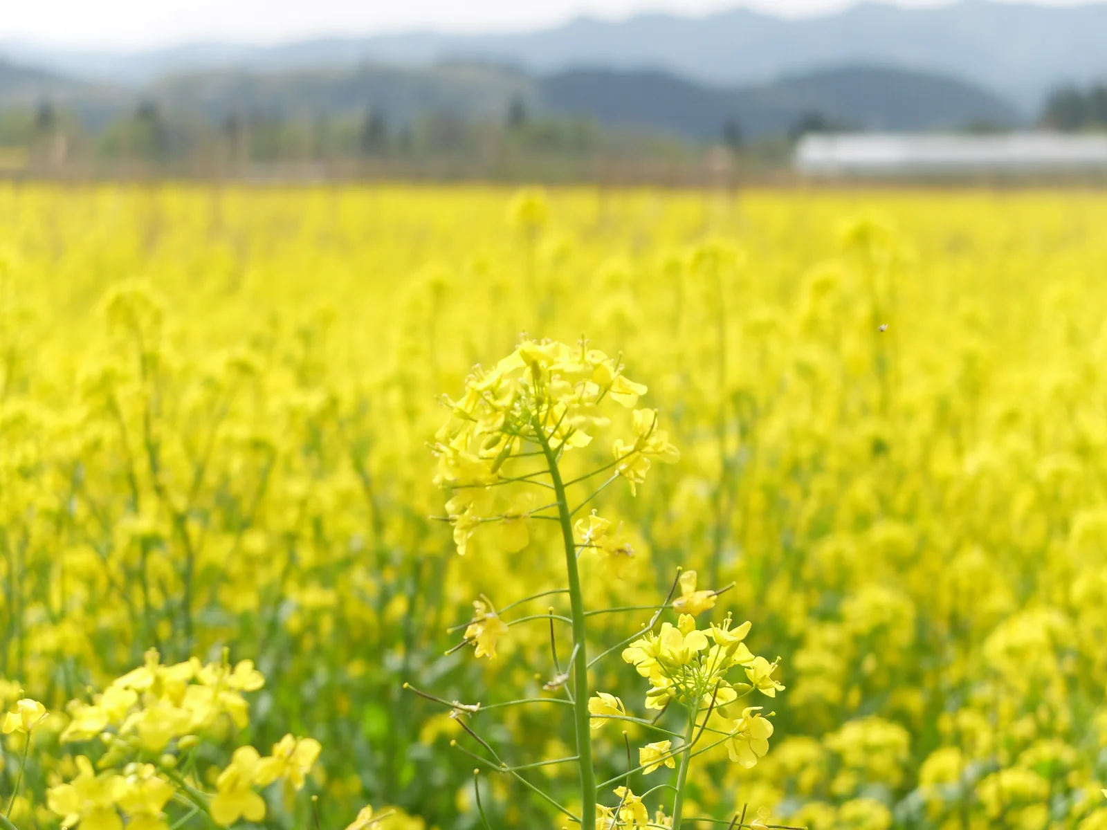 秋田の菜の花畑
