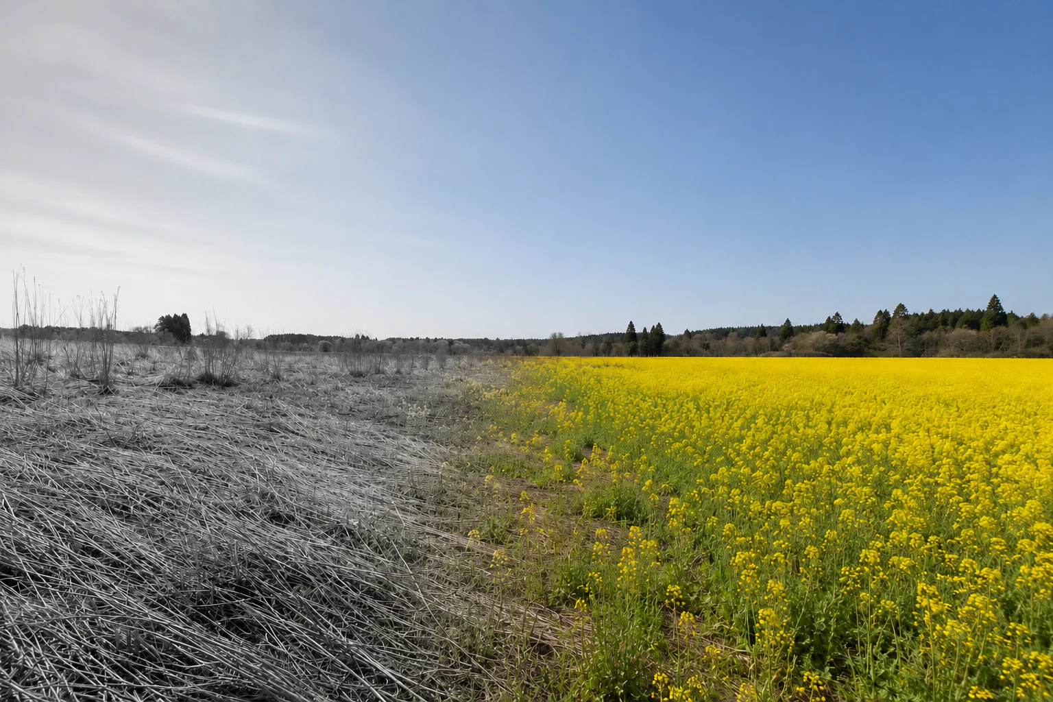 耕作放棄地が菜の花畑へと変わっていく風景